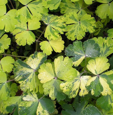 Aquilegia Woodside Variegated