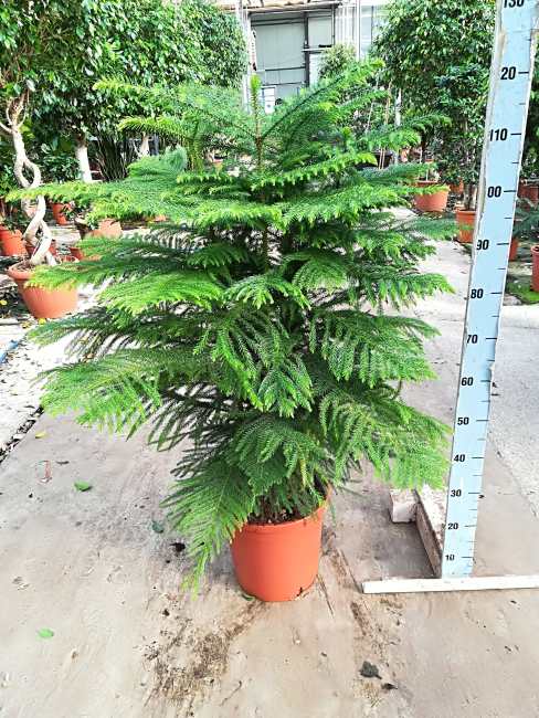 Araucaria heterophylla