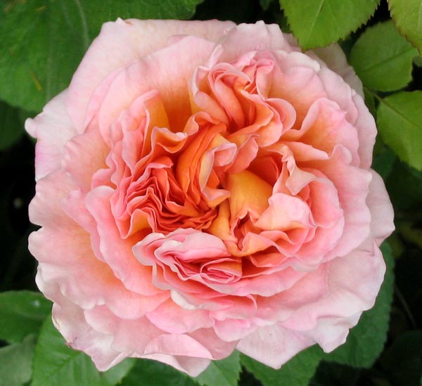 David Austin Abraham Darby