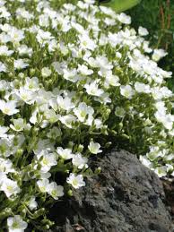 Arenaria mont blizzard