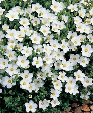 Arenaria Montana - Herbaceous - Windyridge Garden Centre