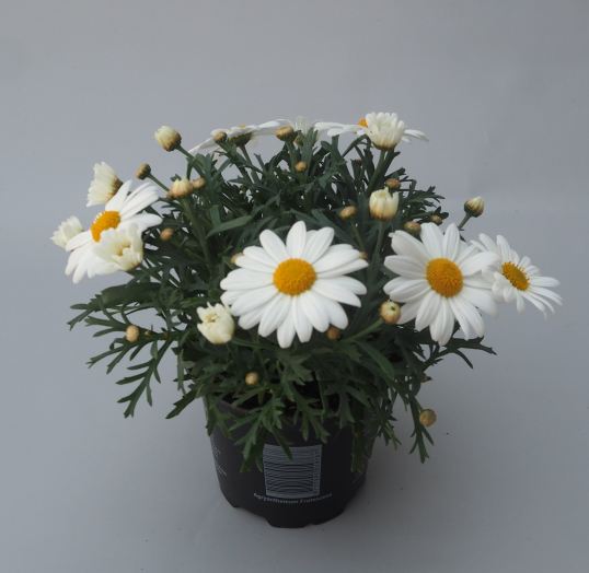 Argyranthemum frutescens white