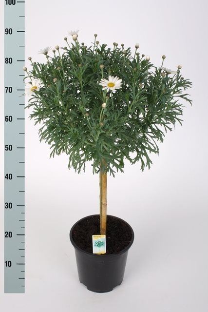 Argyranthemum frutescens(white) on a stem