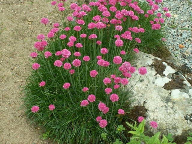 Armeria maritima Splendens Select