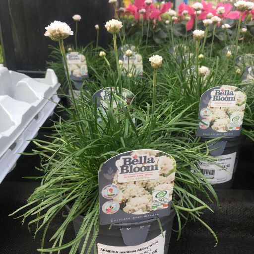 ARMERIA maritima Abby White