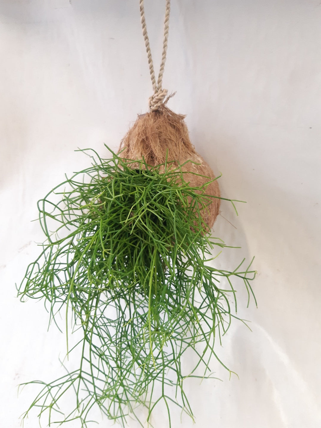 Arr. Coconut Hanger D13 Rhipsalis - Indoor Plants - Windyridge Garden Centre
