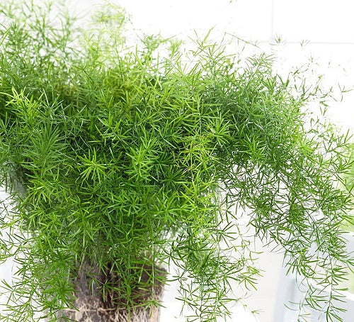 Asparagus Dens. Sprengeri - Indoor Plants - Windyridge Garden Centre