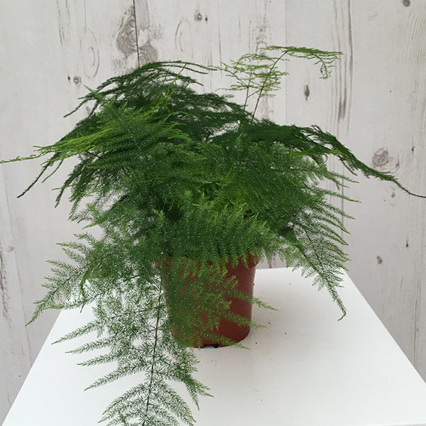 Asparagus-Fern-Asparagus-Setaceus-Potted-1