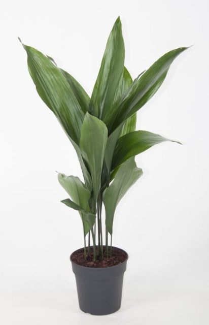 Aspidistra elatior  P17