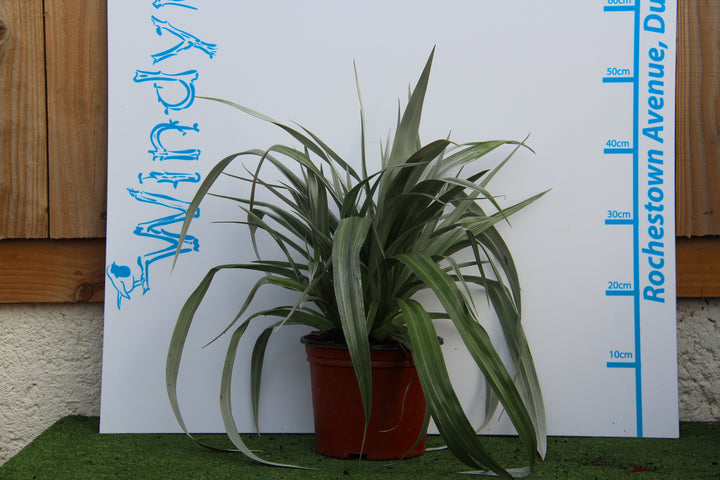 ASTELIA SILVER SHADOW