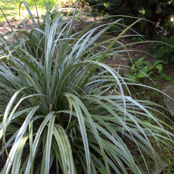 Astelia Banksii - Herbaceous - Windyridge Garden Centre