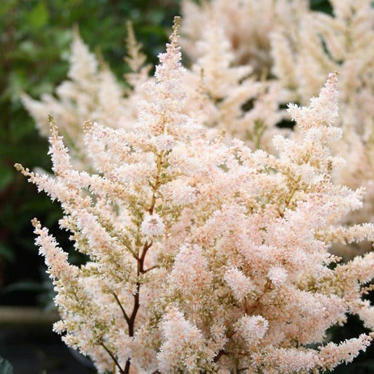 Astilbe White Wings - Herbaceous - Windyridge Garden Centre
