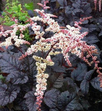 Astilbe Chocolate Shogun