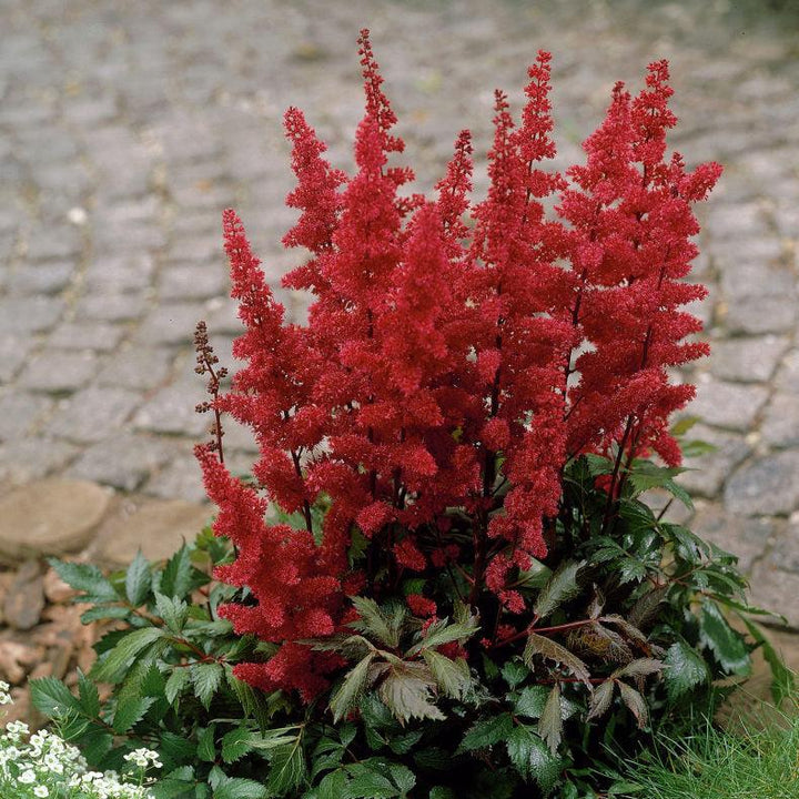 Astilbe Fanal - Herbaceous - Windyridge Garden Centre