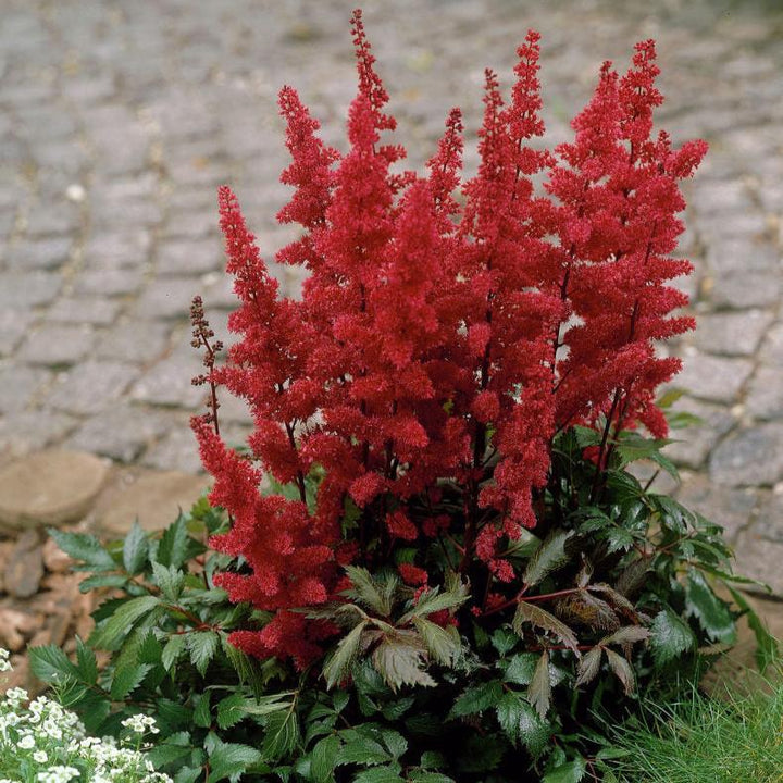 Astilbe ar. Fanal