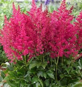 Astilbe Younique Ruby Red
