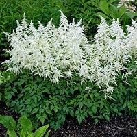 Astilbe White Wings - Herbaceous - Windyridge Garden Centre