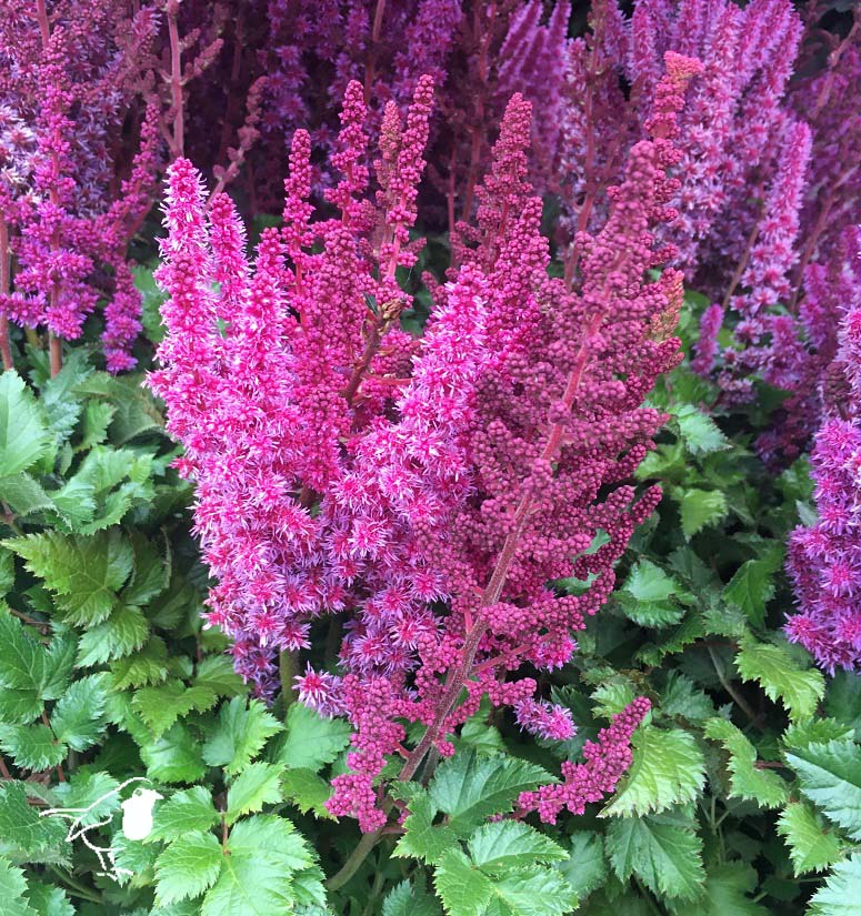 ASTILBE Purple Rain