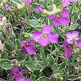 Aubrieta  Dr Mules Variegata