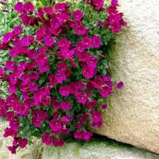 Aubrieta   Kitte Rose Red