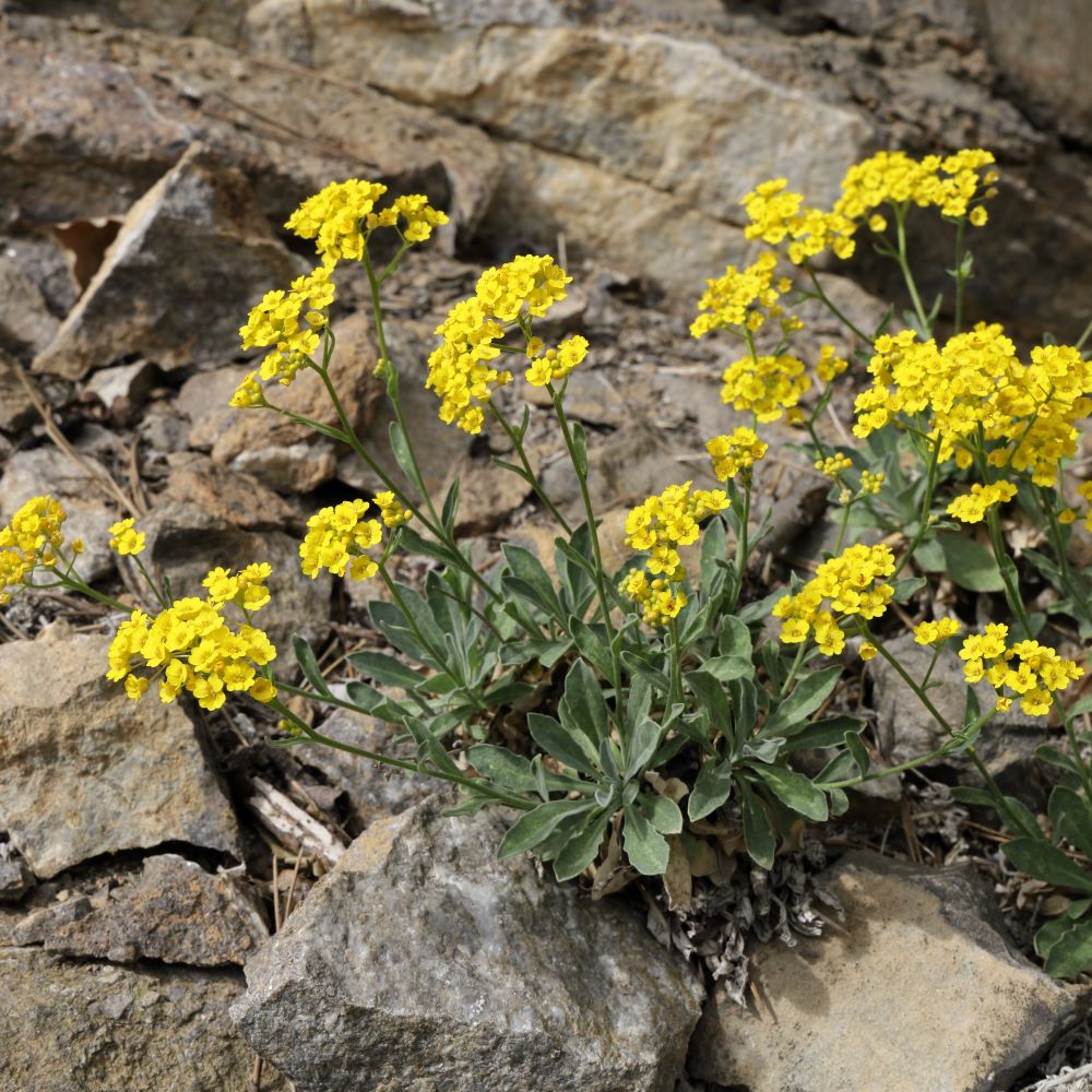 Aurinia Saxistalis Summit - Herbaceous - Windyridge Garden Centre