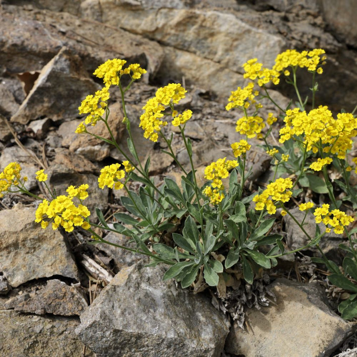 Aurinia Saxistalis Summit - Herbaceous - Windyridge Garden Centre
