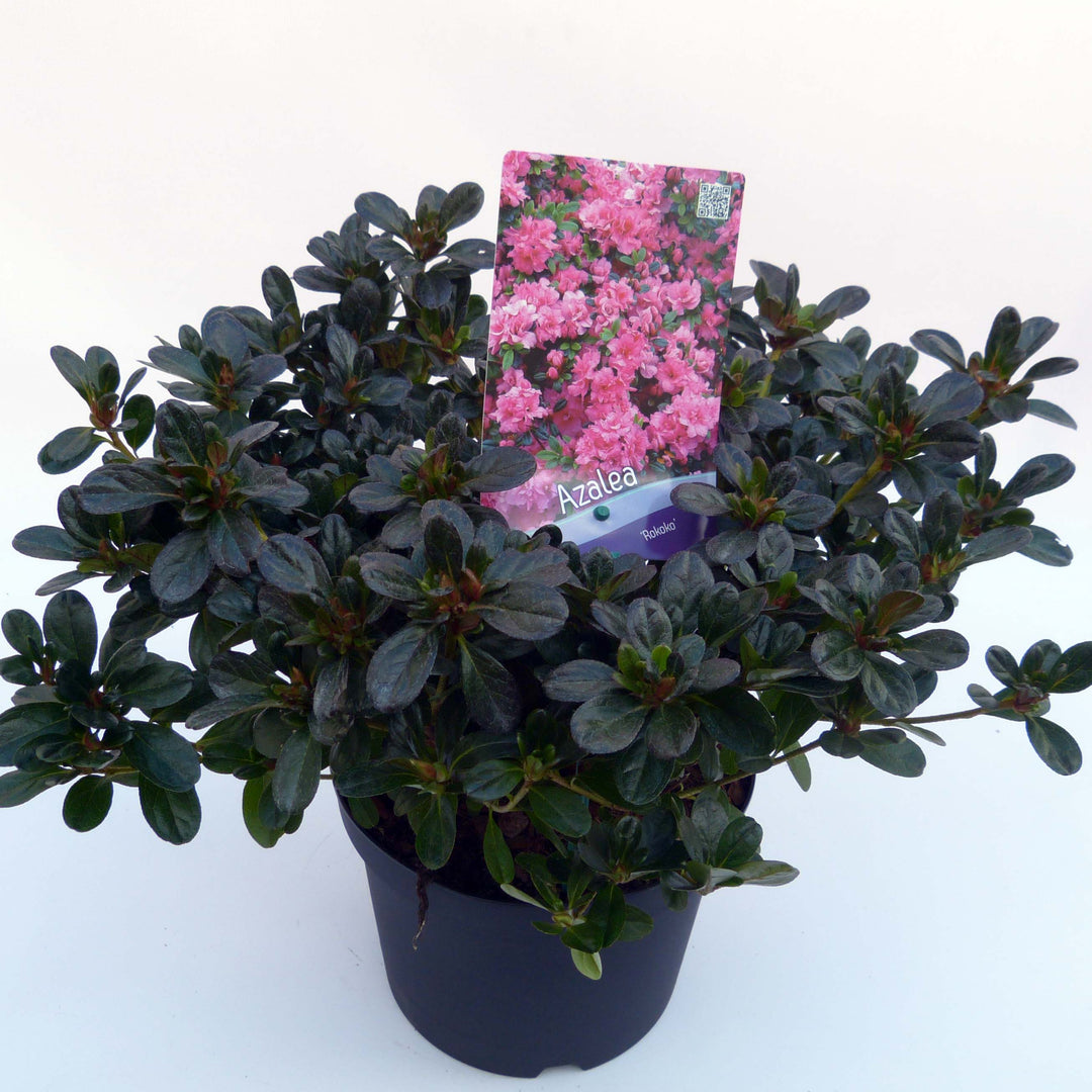Azalea Rokoko  30-35cm