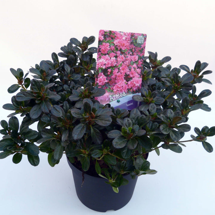 Azalea Rokoko  30-35cm
