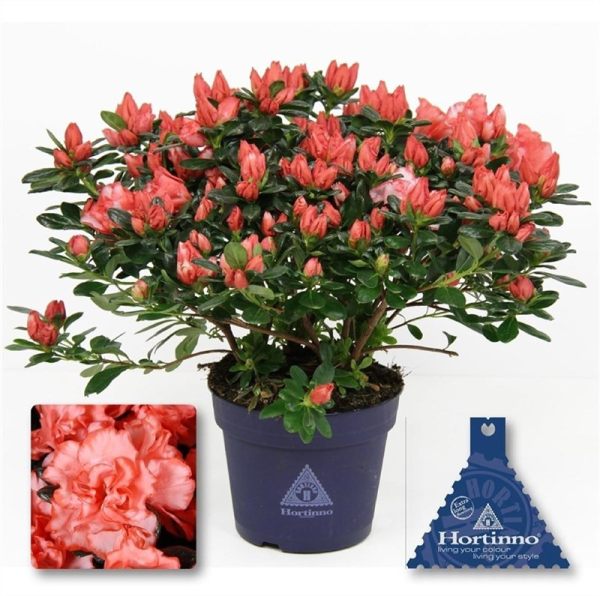 Azalea Hortinno Christine Magic