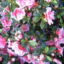 Azalea  Izum-no-mai