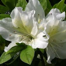 Azalea (J) Mary Helen - Shrubs - Windyridge Garden Centre