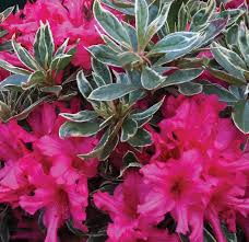 Azalea (J) Silver Sword - Shrubs - Windyridge Garden Centre