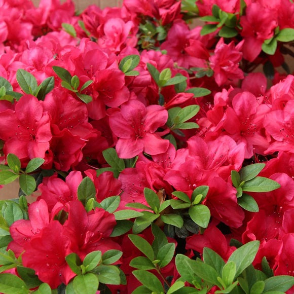 Azalea Japonica Mothers Day - Shrubs - Windyridge Garden Centre
