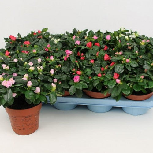 Azalea In Varieties 15-20Cm - Bedding - Windyridge Garden Centre