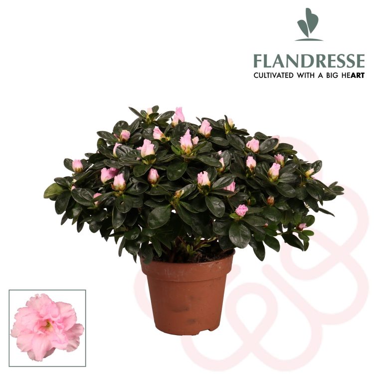 Azalea simsii pink  P16