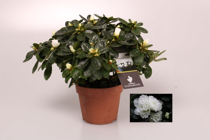 Azalea Simsii White - Indoor Plants - Windyridge Garden Centre