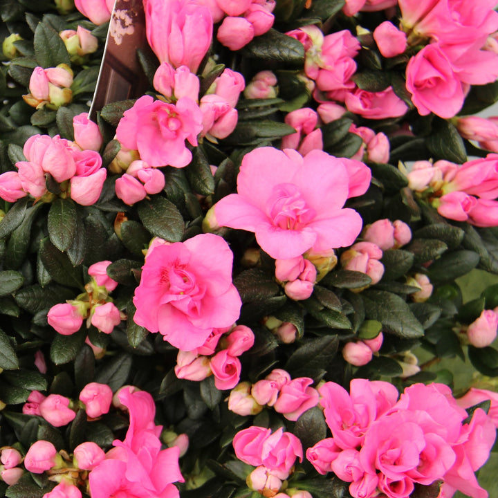 Azalea simsii pink  P16