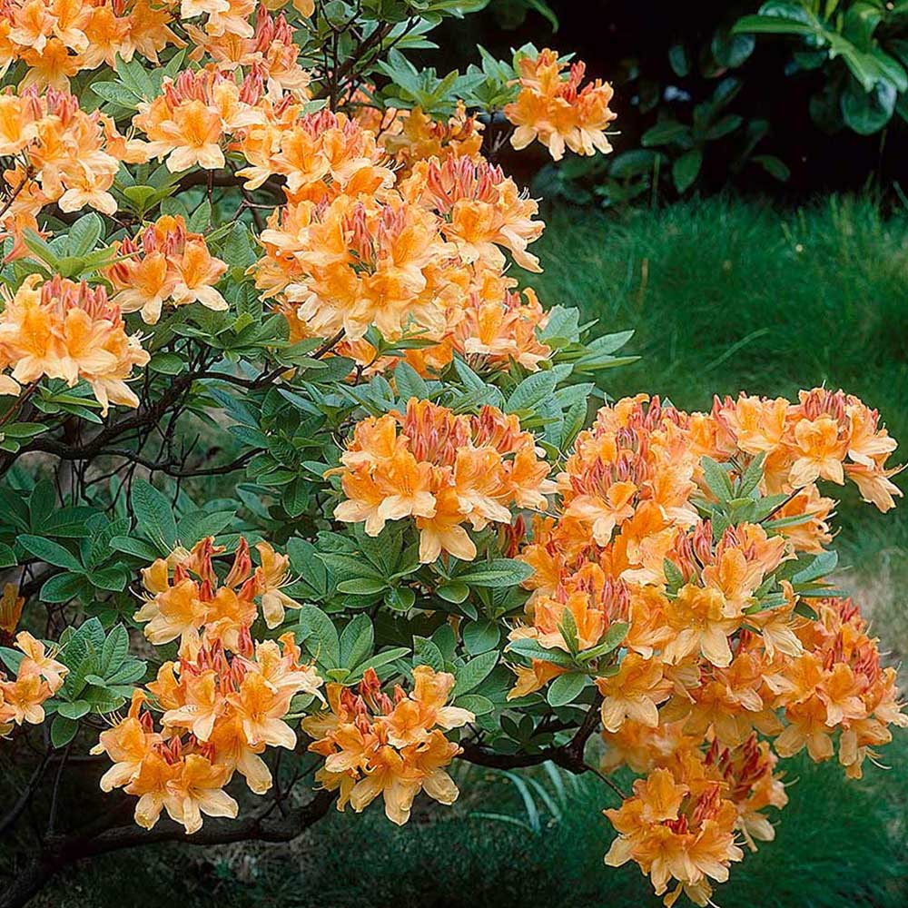 Azalea (Rhod) Knaphill Mix - Shrubs - Windyridge Garden Centre