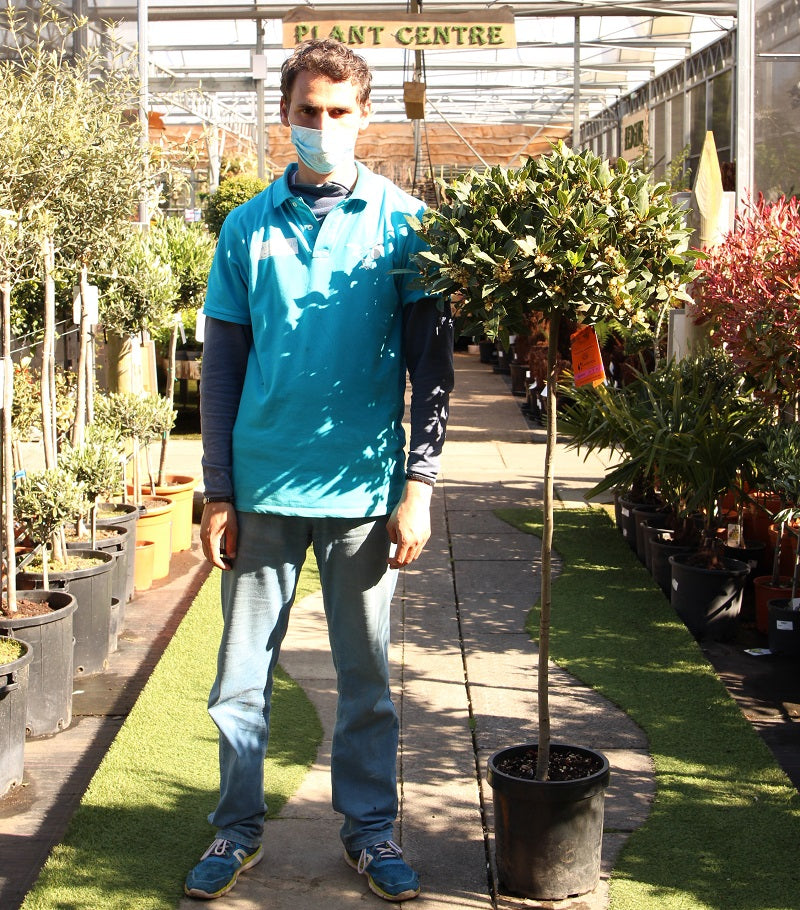Bay Standard 4/4 Stem Crown 45/50cm Dia. Pot 25
