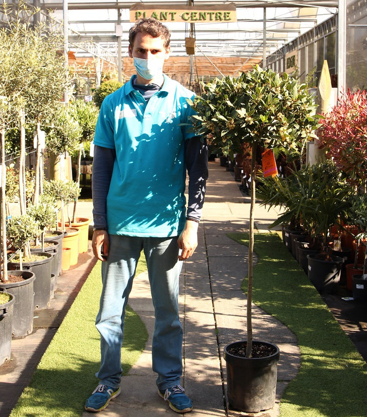 Bay Standard 4/4 Stem Crown 45/50cm Dia. Pot 25