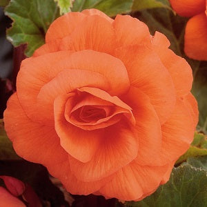 BEGONIA ORANGE DOUBLE loose