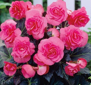 Begonia Pink Double Loose - Bulbs - Windyridge Garden Centre