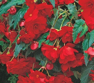 BEGONIA RED GIANT CASCADING