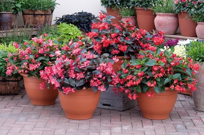 Begonia Whopper Mixed - Bedding - Windyridge Garden Centre