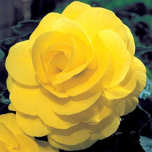 BEGONIA YELLOW DOUBLE loose