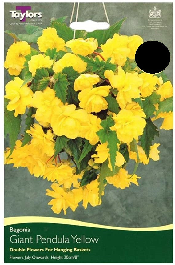 BEGONIA YELLOW GIANT CASCADING