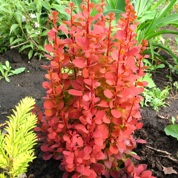 BERBERIS T. ORANGE ROCKET