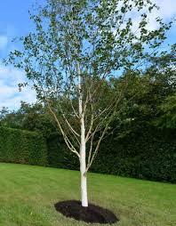Betula Utilis Jacquemontii Std 45Ltr - Trees - Windyridge Garden Centre