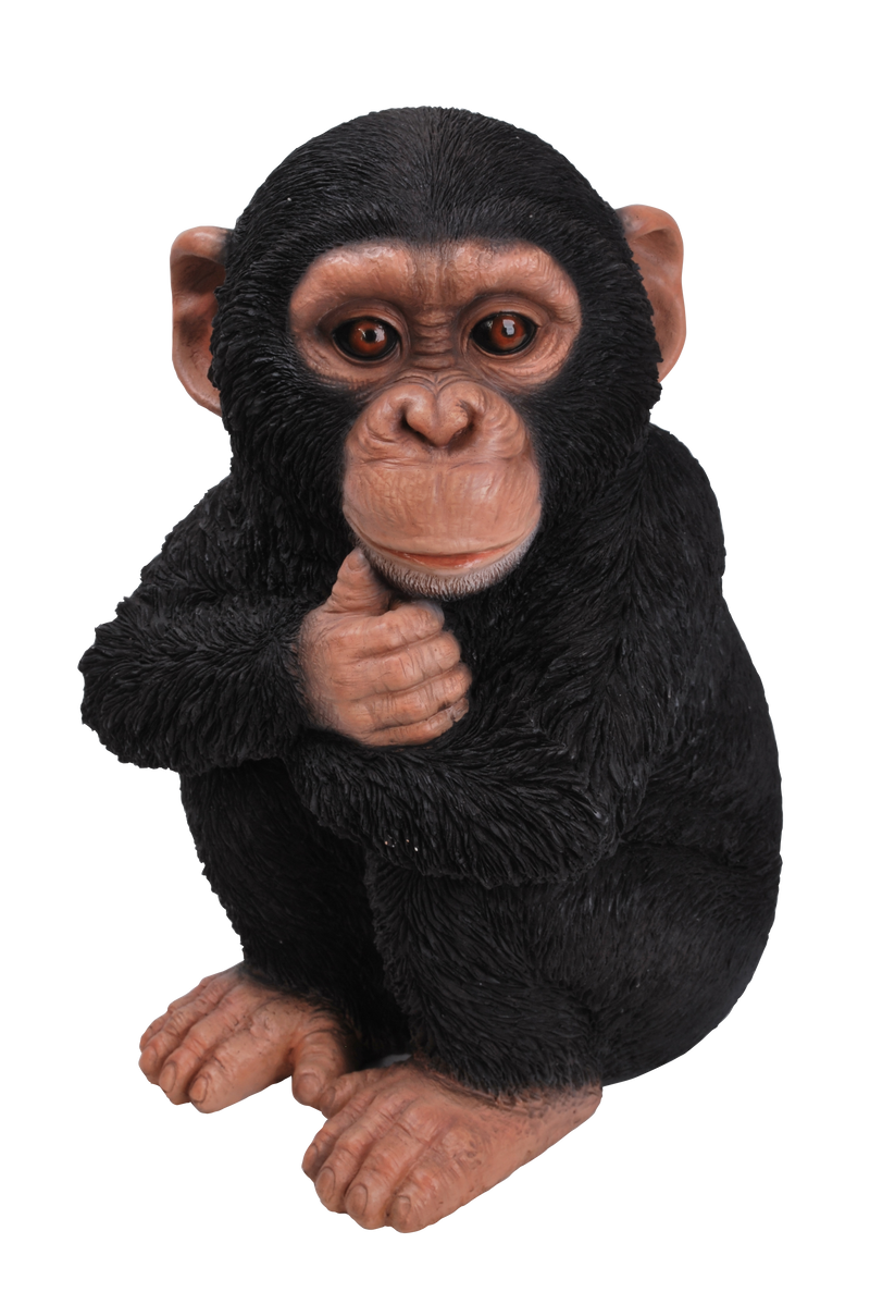 RL Baby Chimpanzee F
