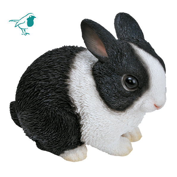 Baby Dutch Rabbit F